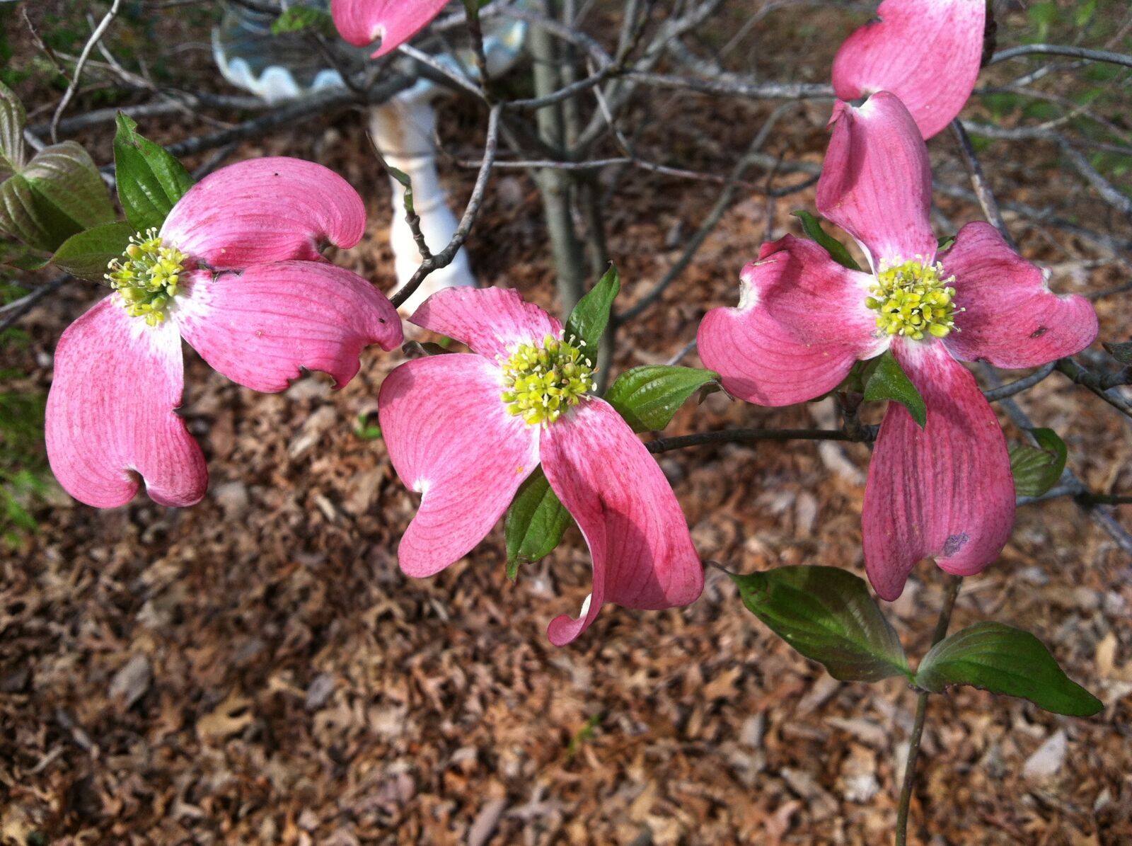 Apple iPhone 4 sample photo. Pink dogwood, spring dogwood photography