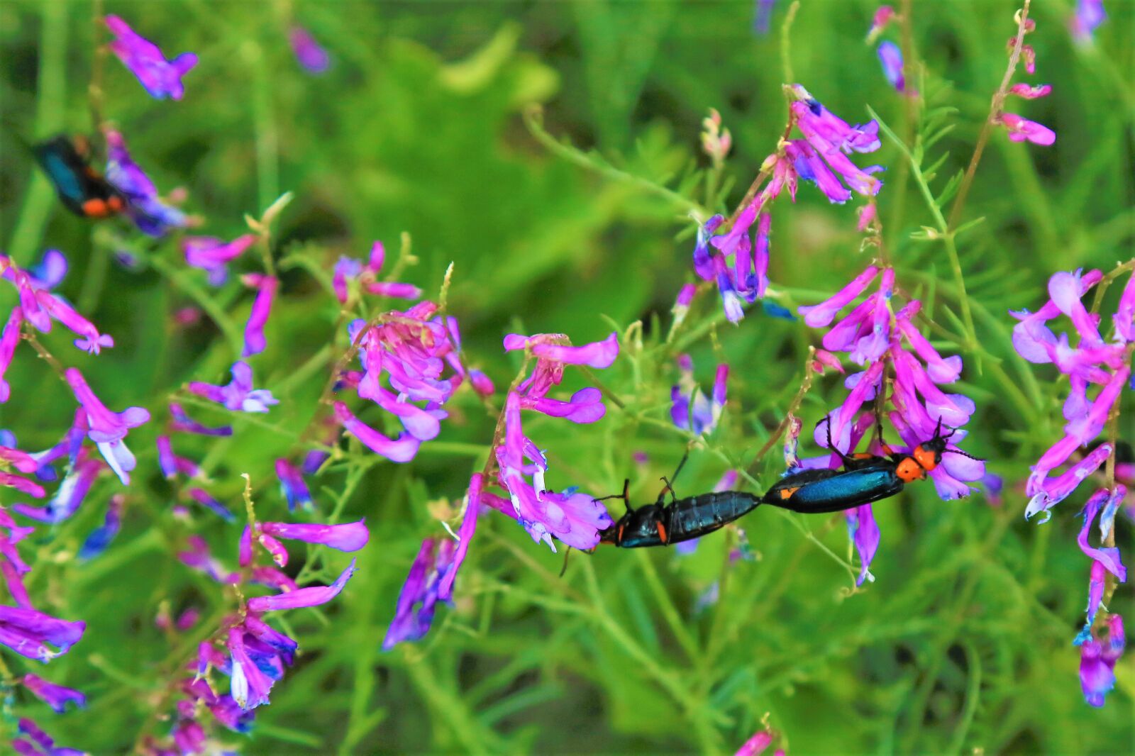 Canon EF 24-105mm F4L IS USM sample photo. Nature, mating, spring photography