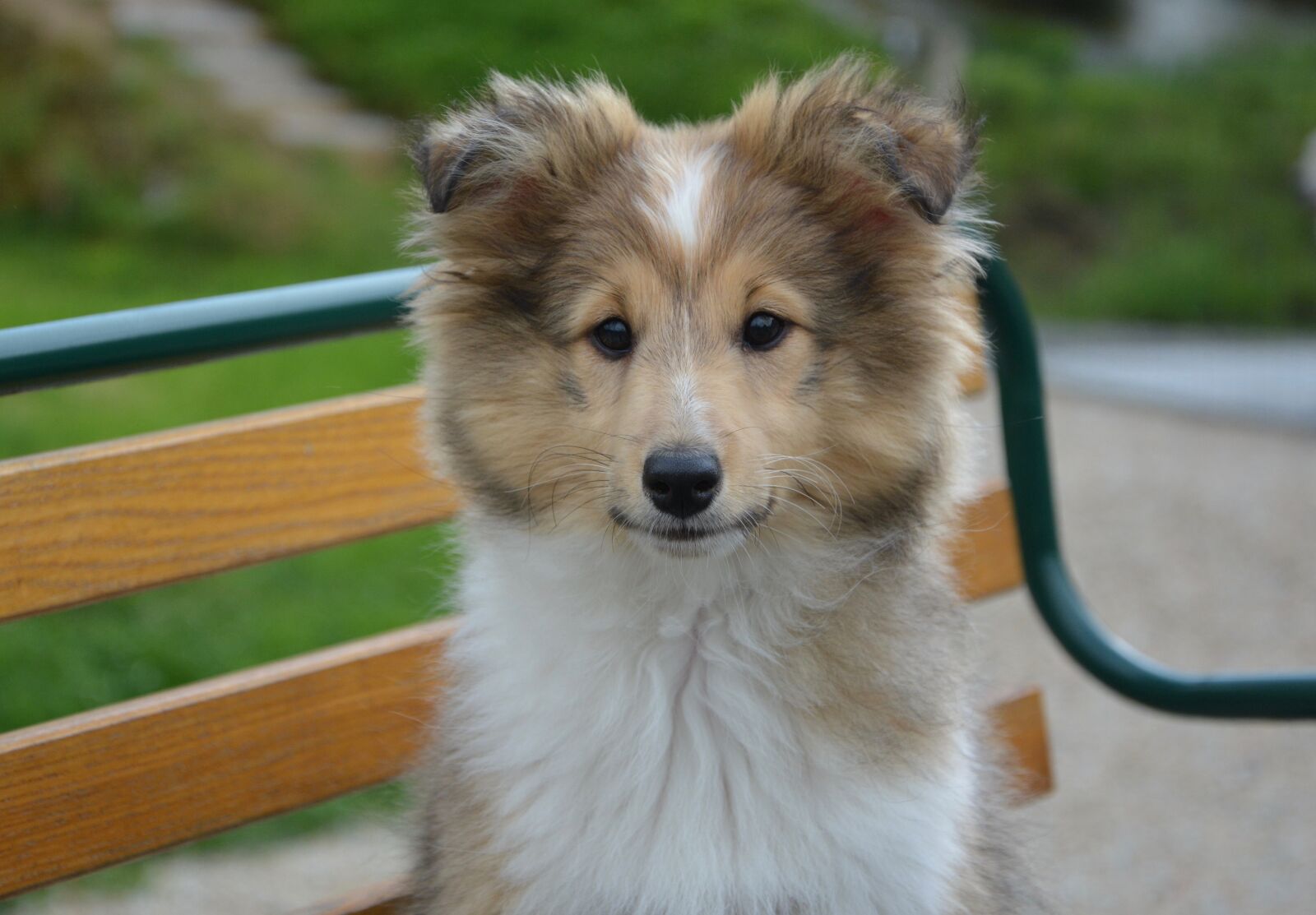 Nikon D5200 sample photo. Dog, shetland sheepdog, race photography