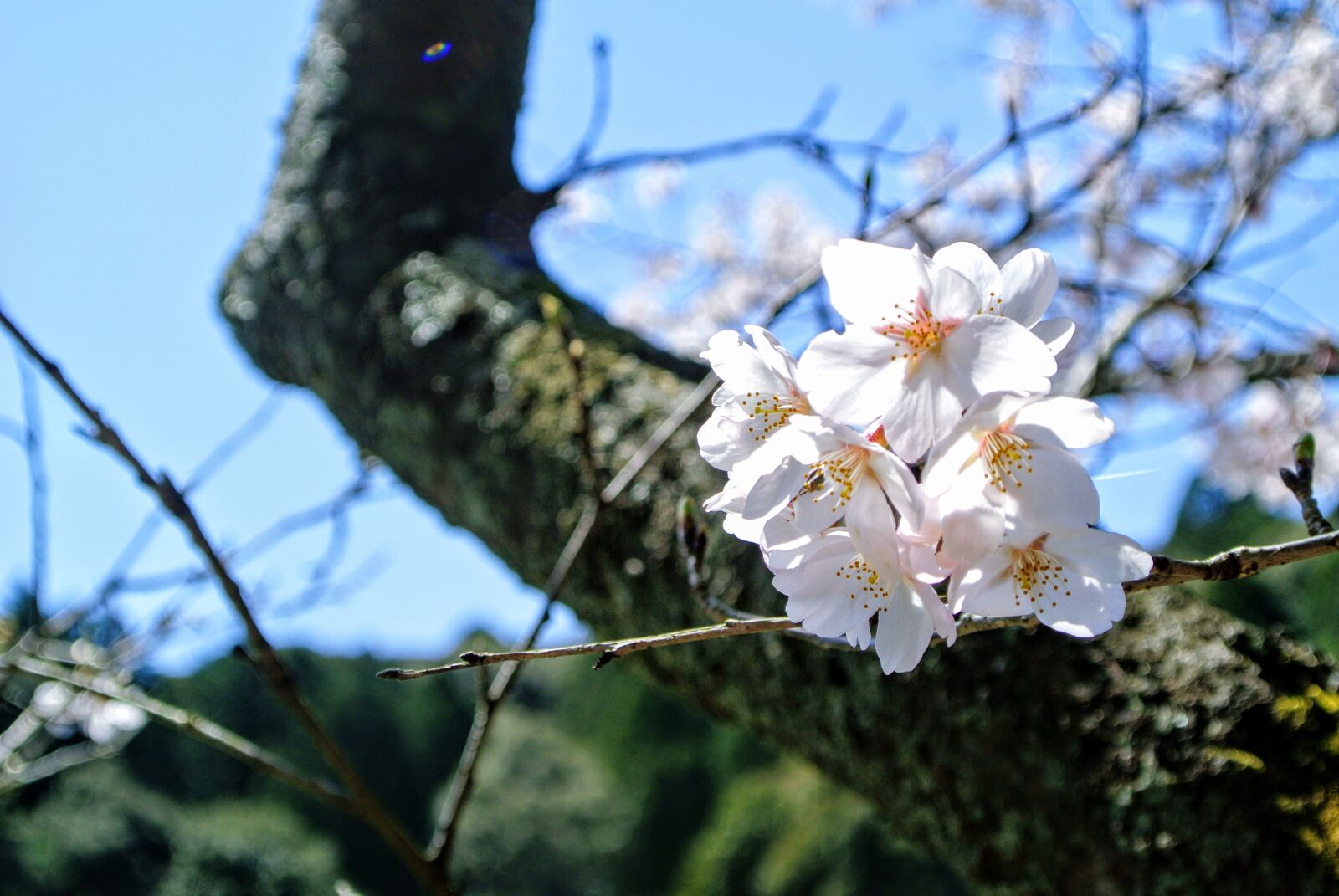 Nikon 1 J1 sample photo. Sakura, spring, cherryblossoms photography