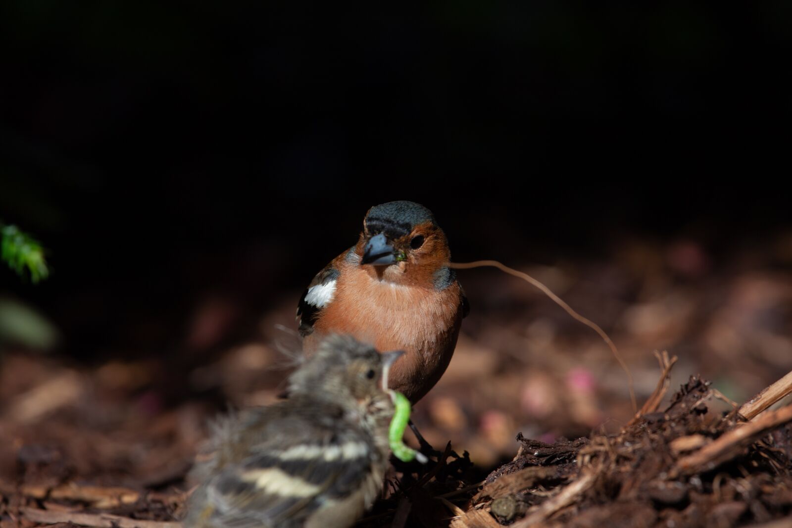 Canon EF 100-400mm F4.5-5.6L IS USM sample photo. Birds, nature, environment photography