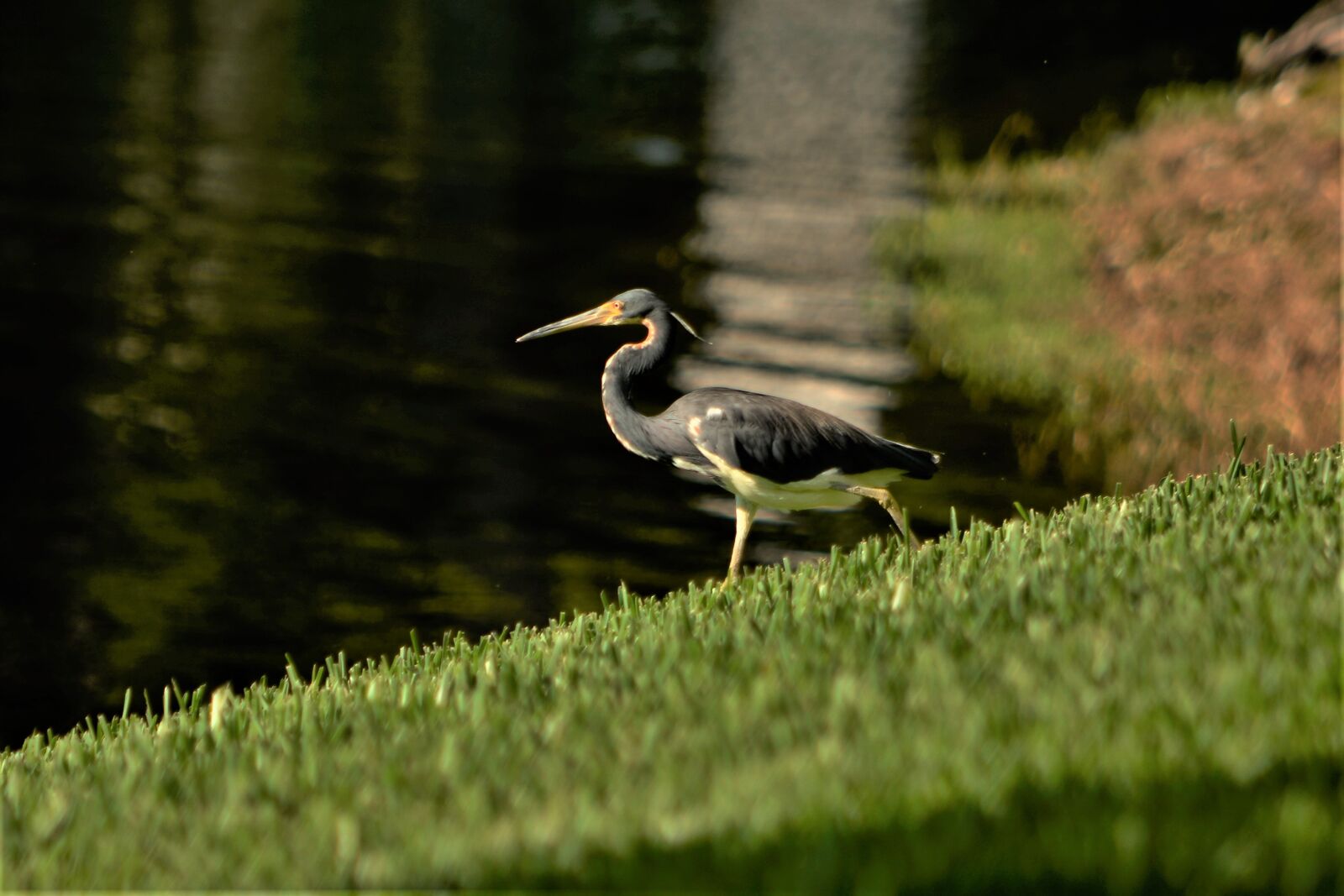 Nikon D7100 sample photo. Bird, heron, tropical photography