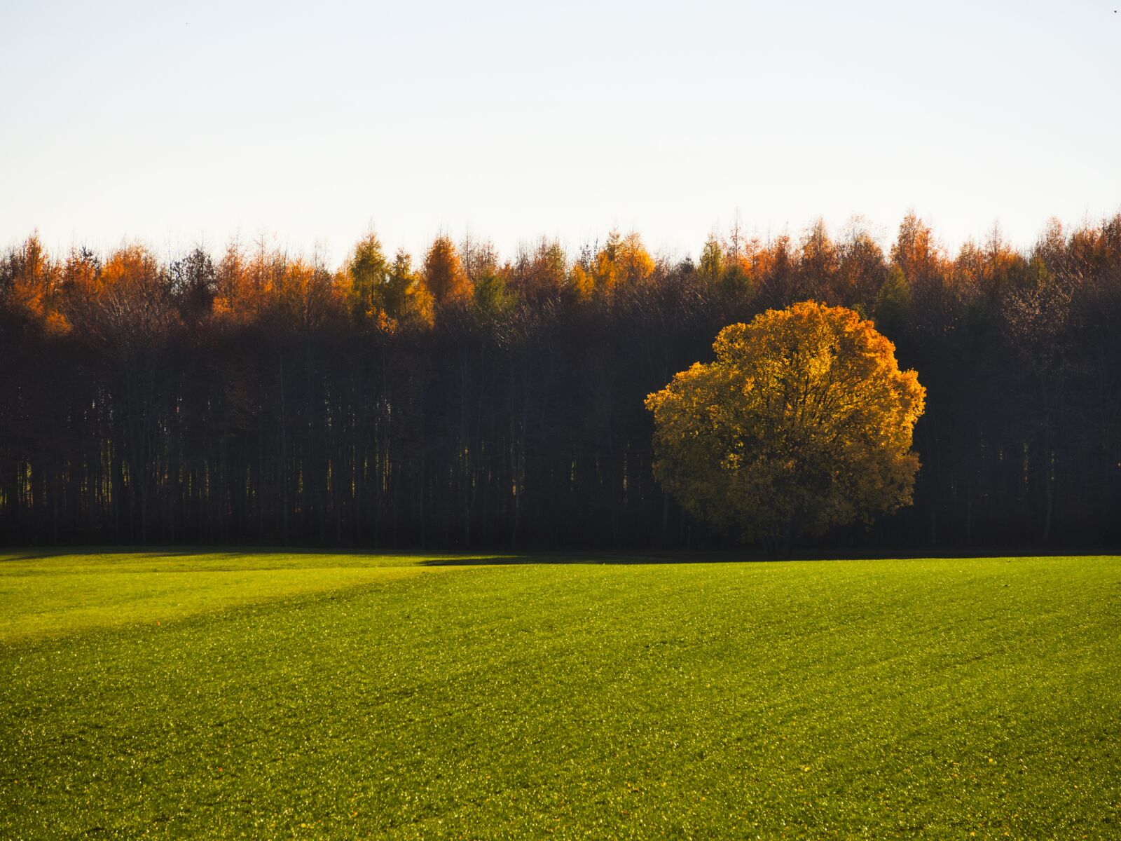 Panasonic Lumix DMC-GX8 sample photo. Landscape, tree, autumn photography