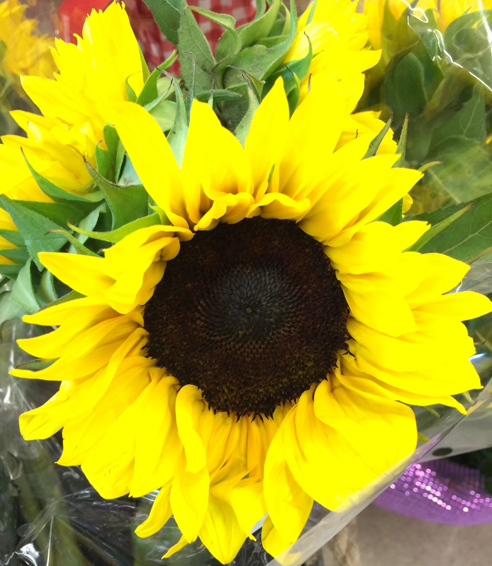 iPhone 6 Plus back camera 4.15mm f/2.2 sample photo. Bloom, blossom, close, flower photography