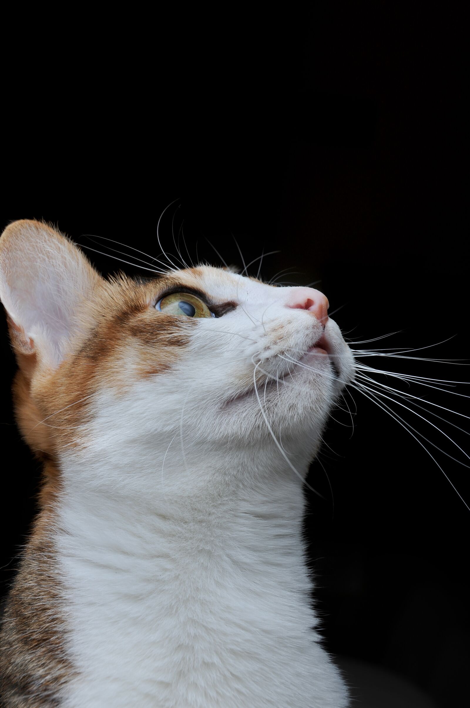 Nikon D300S sample photo. Cat, pet, looked up photography