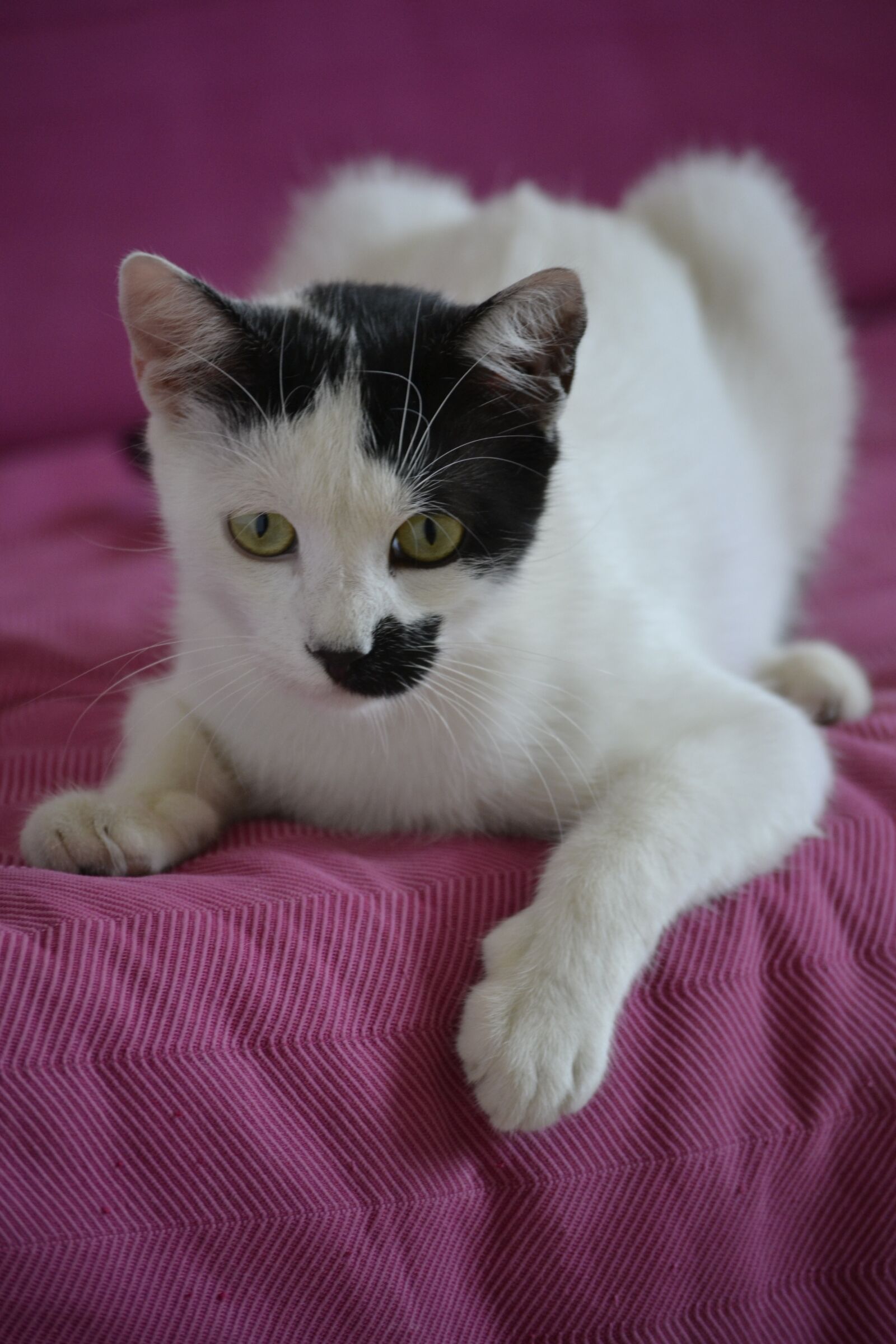 Nikon D3100 sample photo. Cat, tomcat, animal photography