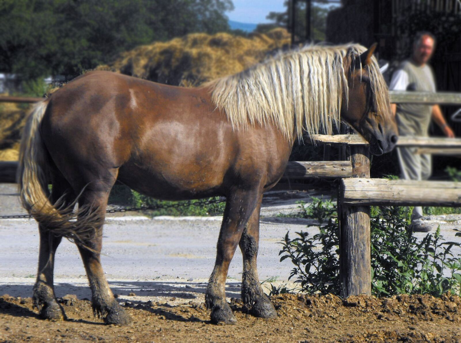 Fujifilm FinePix S1000fd sample photo. Horse, mare, stallion photography