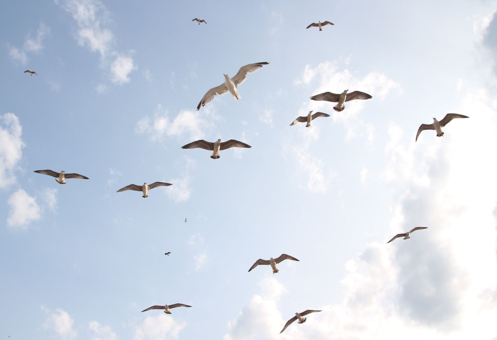 Canon EOS 700D (EOS Rebel T5i / EOS Kiss X7i) sample photo. Seagulls, flight, birds photography