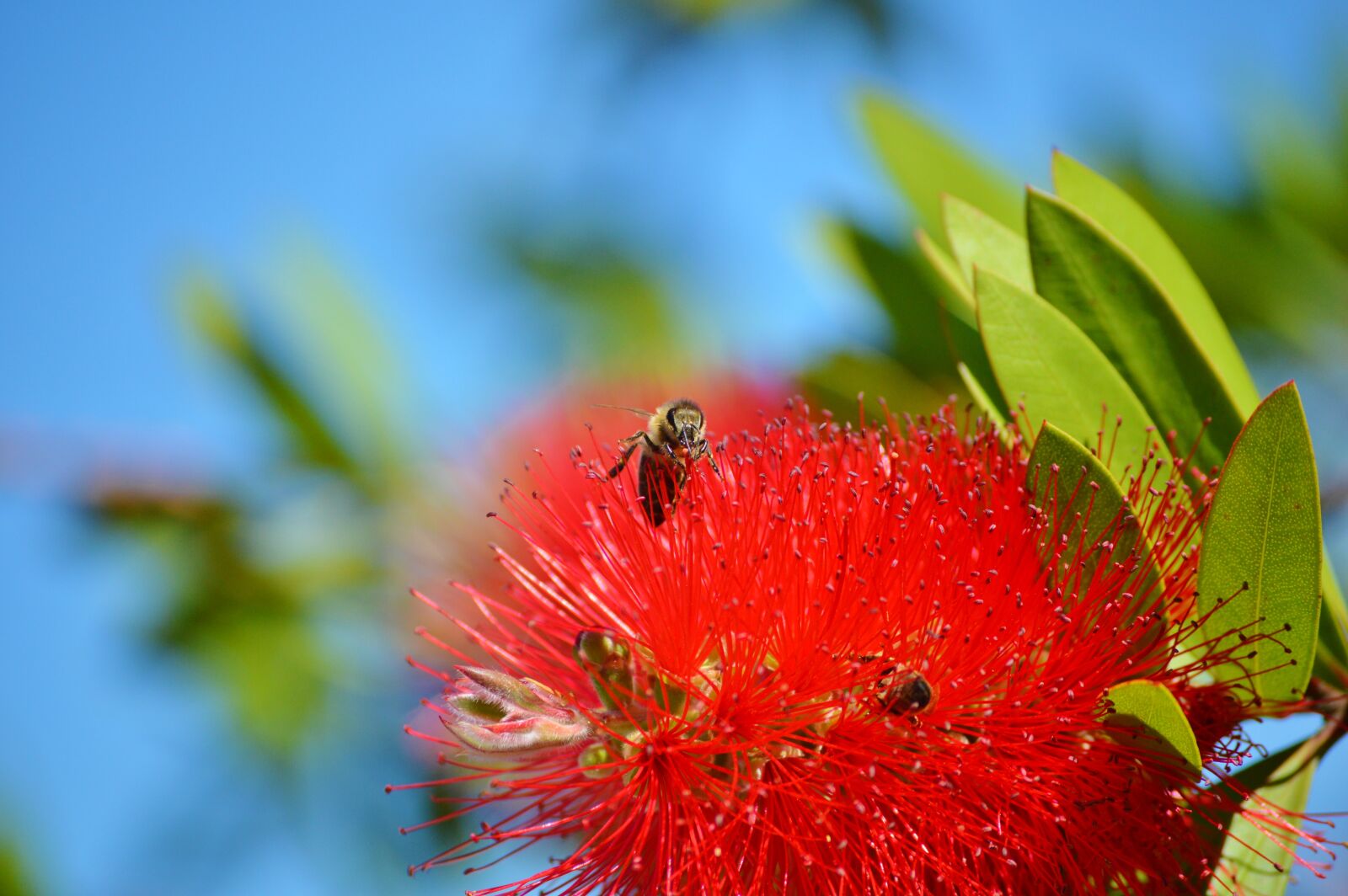 Nikon D3200 sample photo. Lemon bottlebrush, callistemon citrinus photography