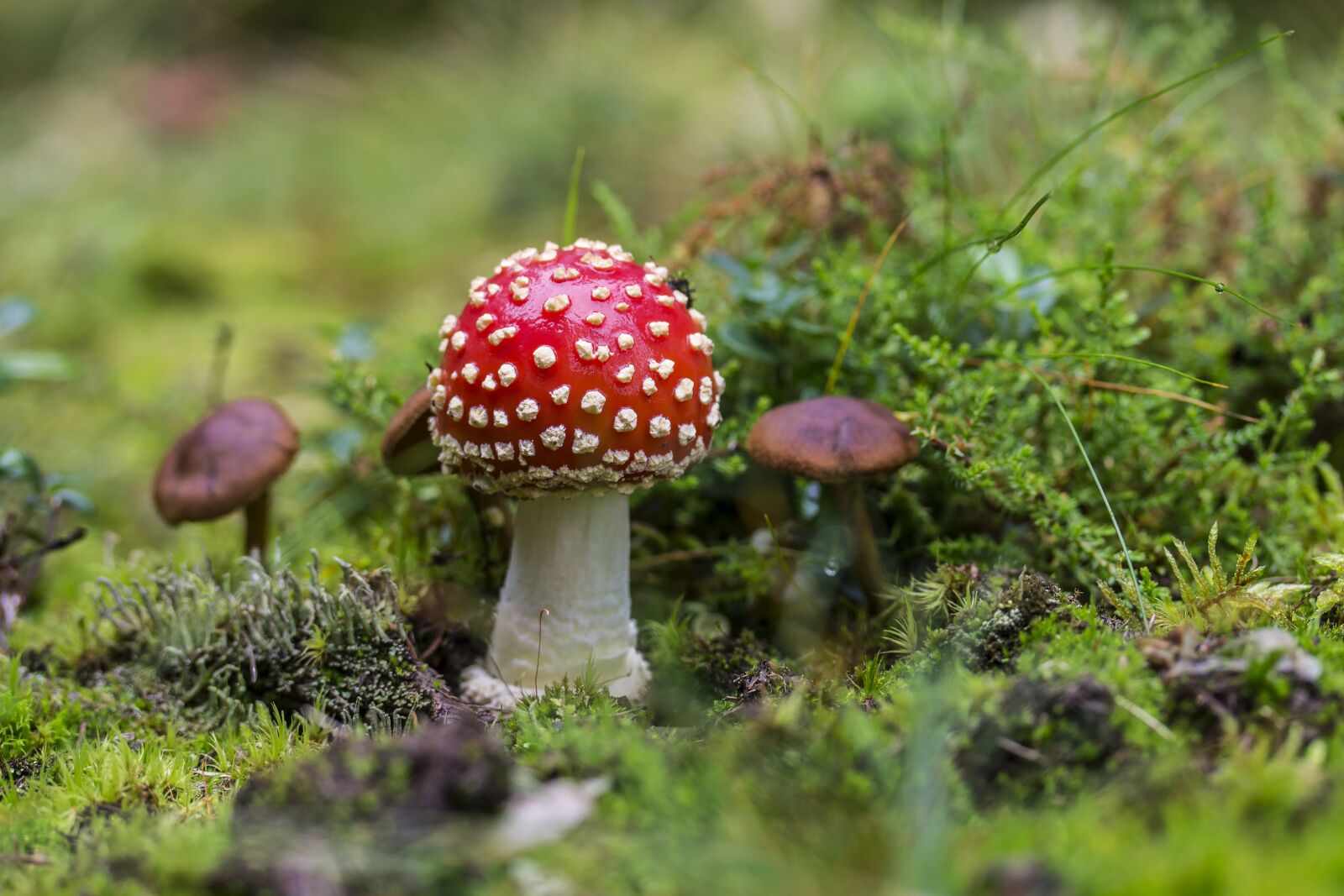 Canon EF-S 60mm F2.8 Macro USM sample photo. Mushroom, fly-agaric, toxic mushroom photography