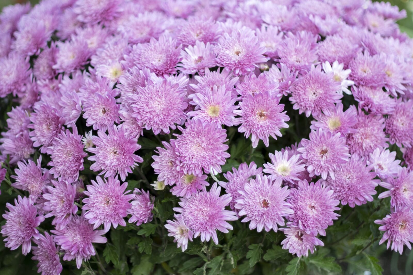 Fujifilm X-T10 sample photo. Flower, autumn, summer photography