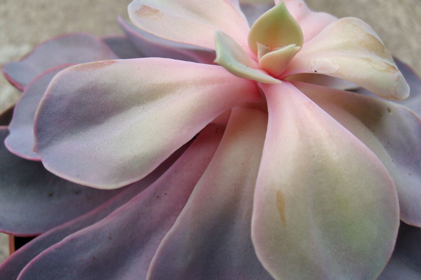 Samsung KENOX S730  / Samsung S730 sample photo. Flower, closeup, pink photography