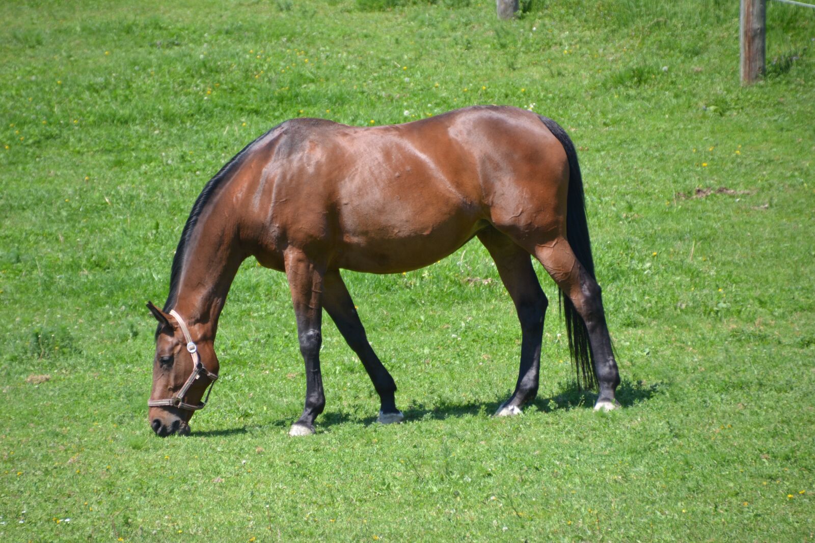 Nikon D3100 sample photo. Horse, warmblut, brown photography
