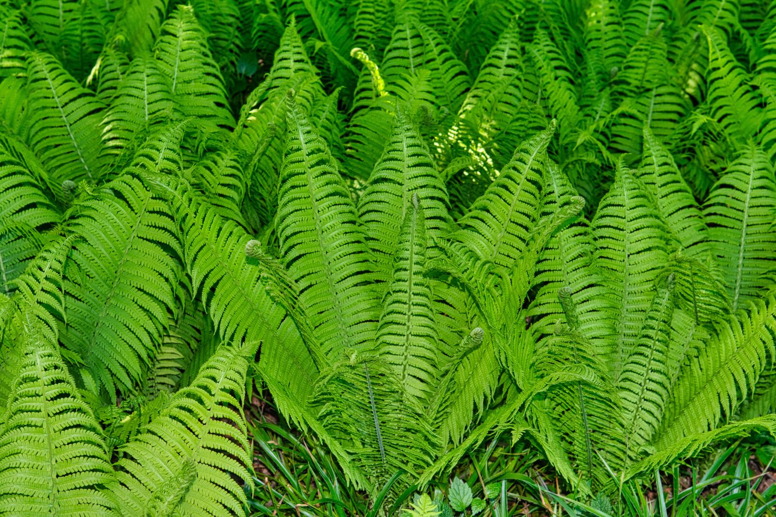 Nikon D7500 sample photo. Background, texture, pattern photography