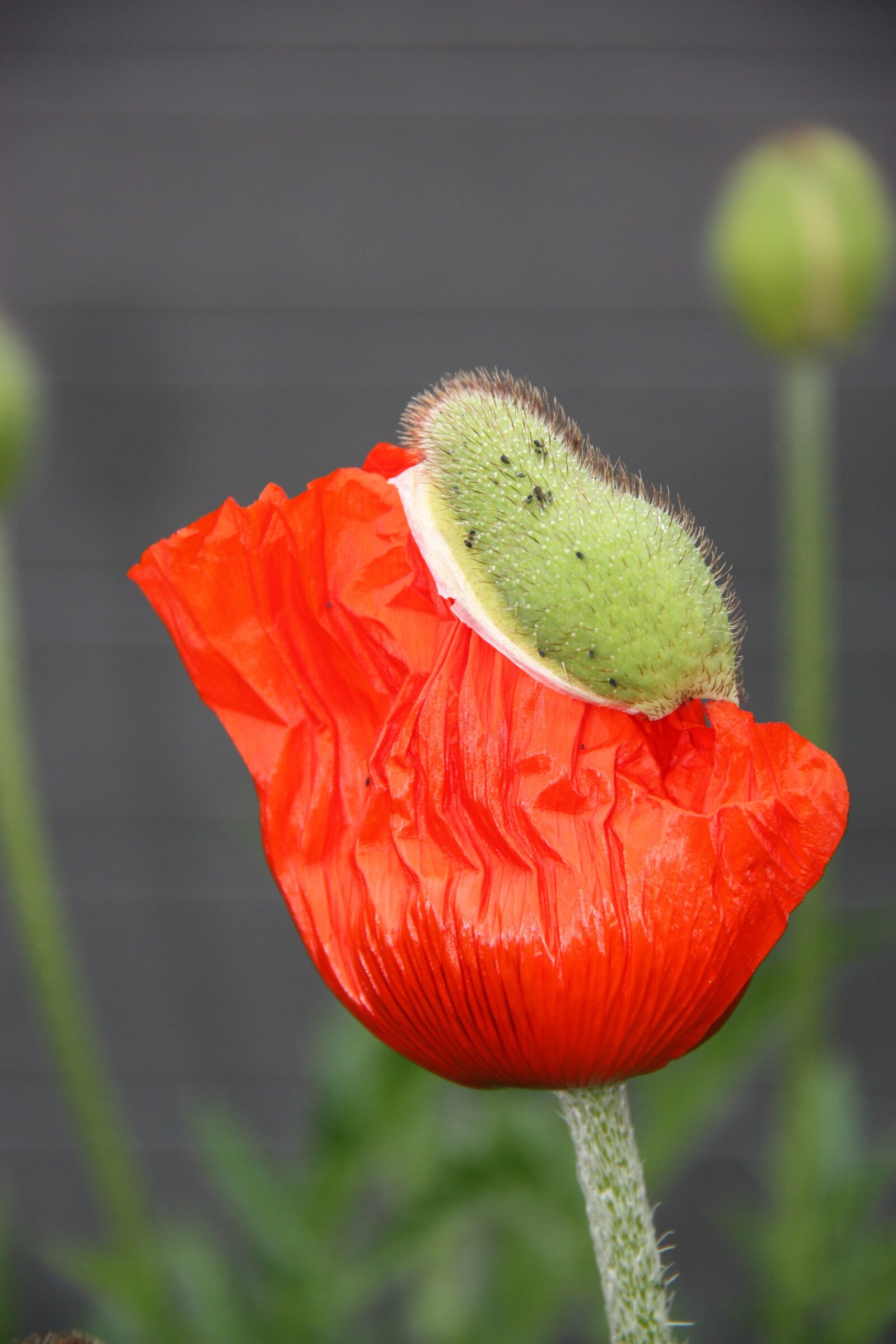 Canon EOS 450D (EOS Rebel XSi / EOS Kiss X2) sample photo. Poppy, blossom, bloom photography