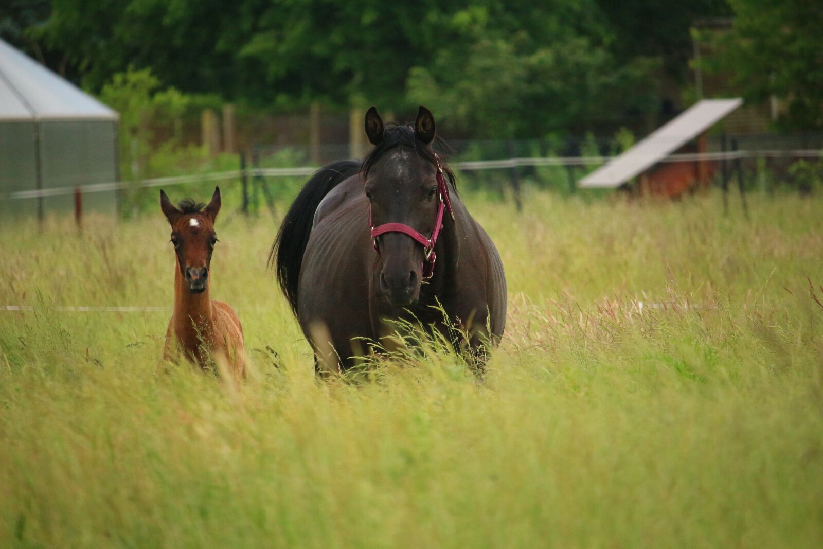 Canon EOS 100D (EOS Rebel SL1 / EOS Kiss X7) sample photo. Horse, foal, mare photography
