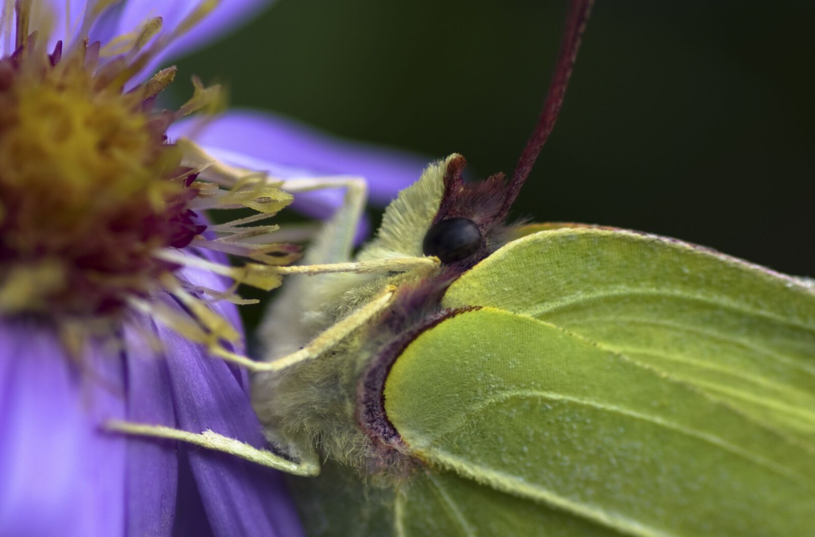 Pentax K-30 sample photo. Gonepteryx rhamni, butterfly, autumn photography