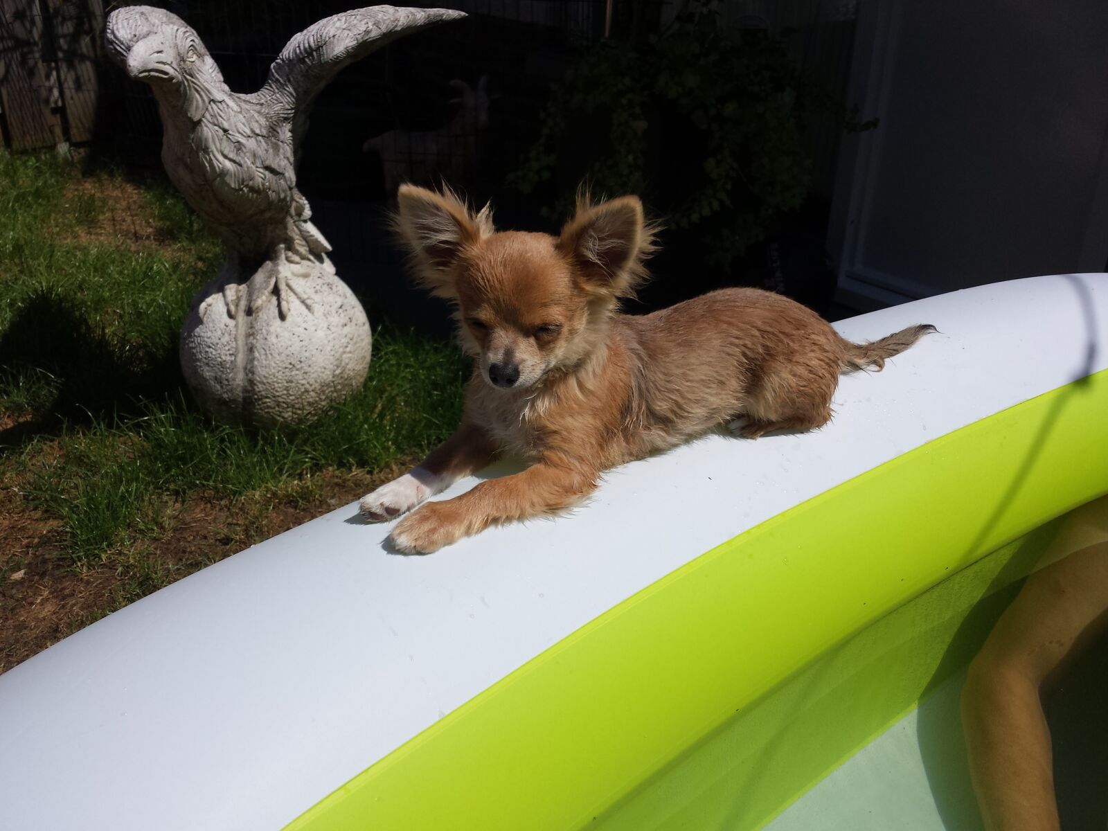 Samsung Galaxy S4 sample photo. Chiuhuahua, bath, eagle photography