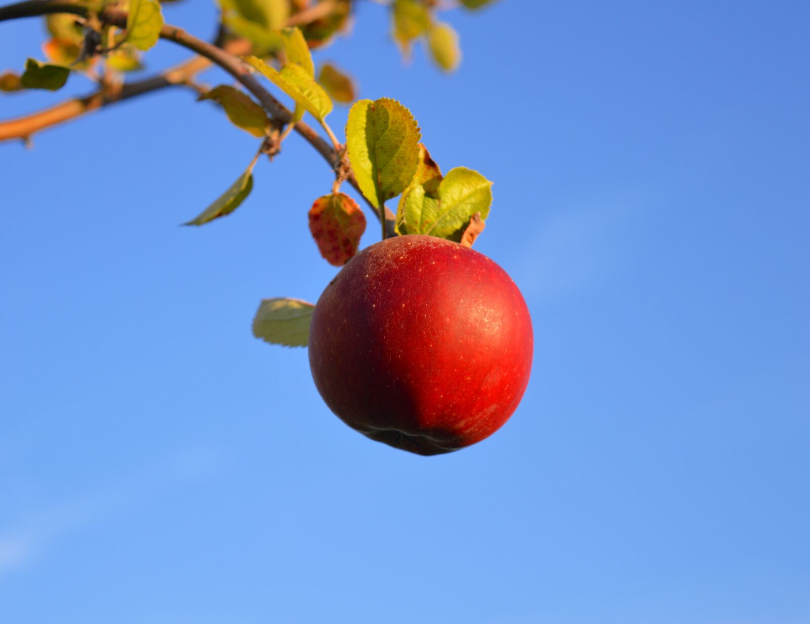 Nikon D3200 sample photo. Apple, red, red apple photography
