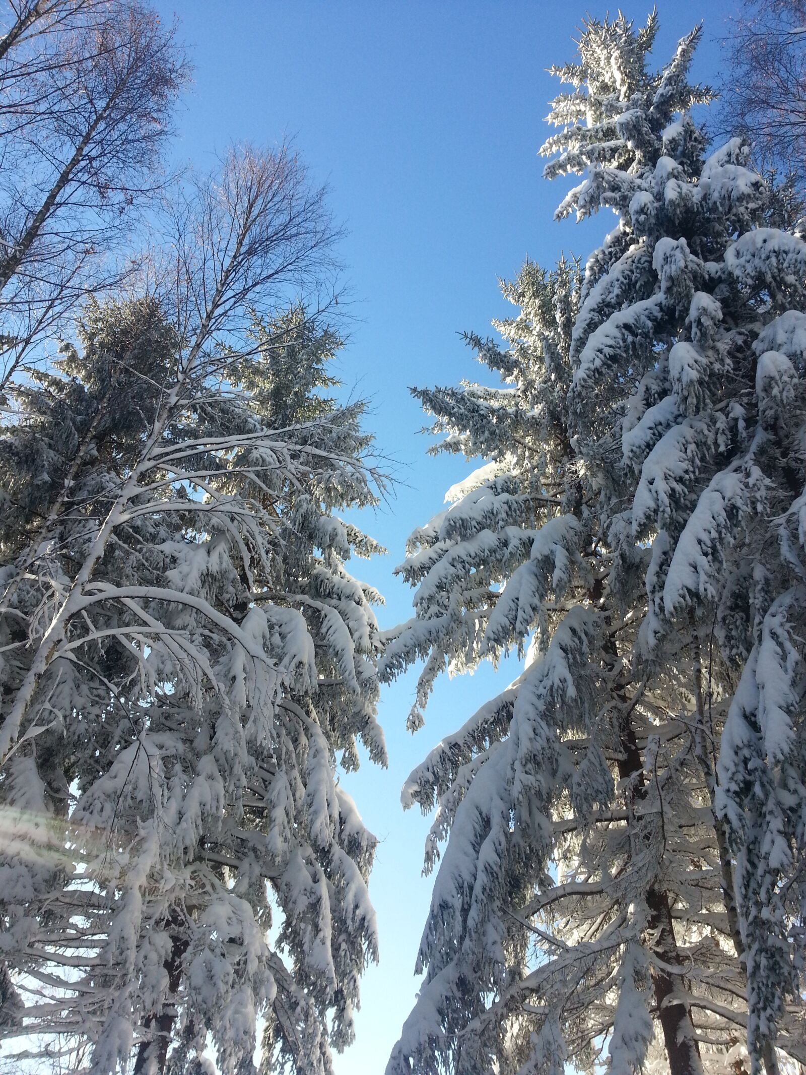 Samsung Galaxy S3 sample photo. Trees, winter, nature photography