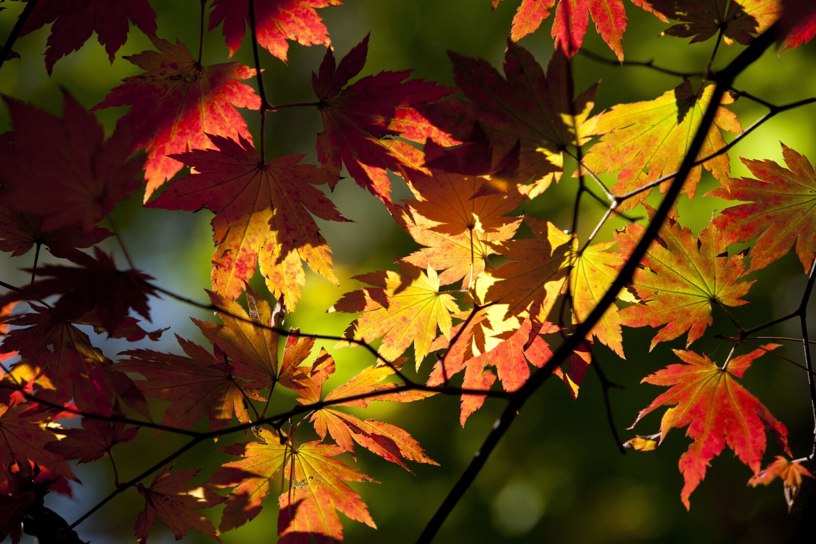 Canon EOS 5D sample photo. Autumn leaves, leaves, autumn photography