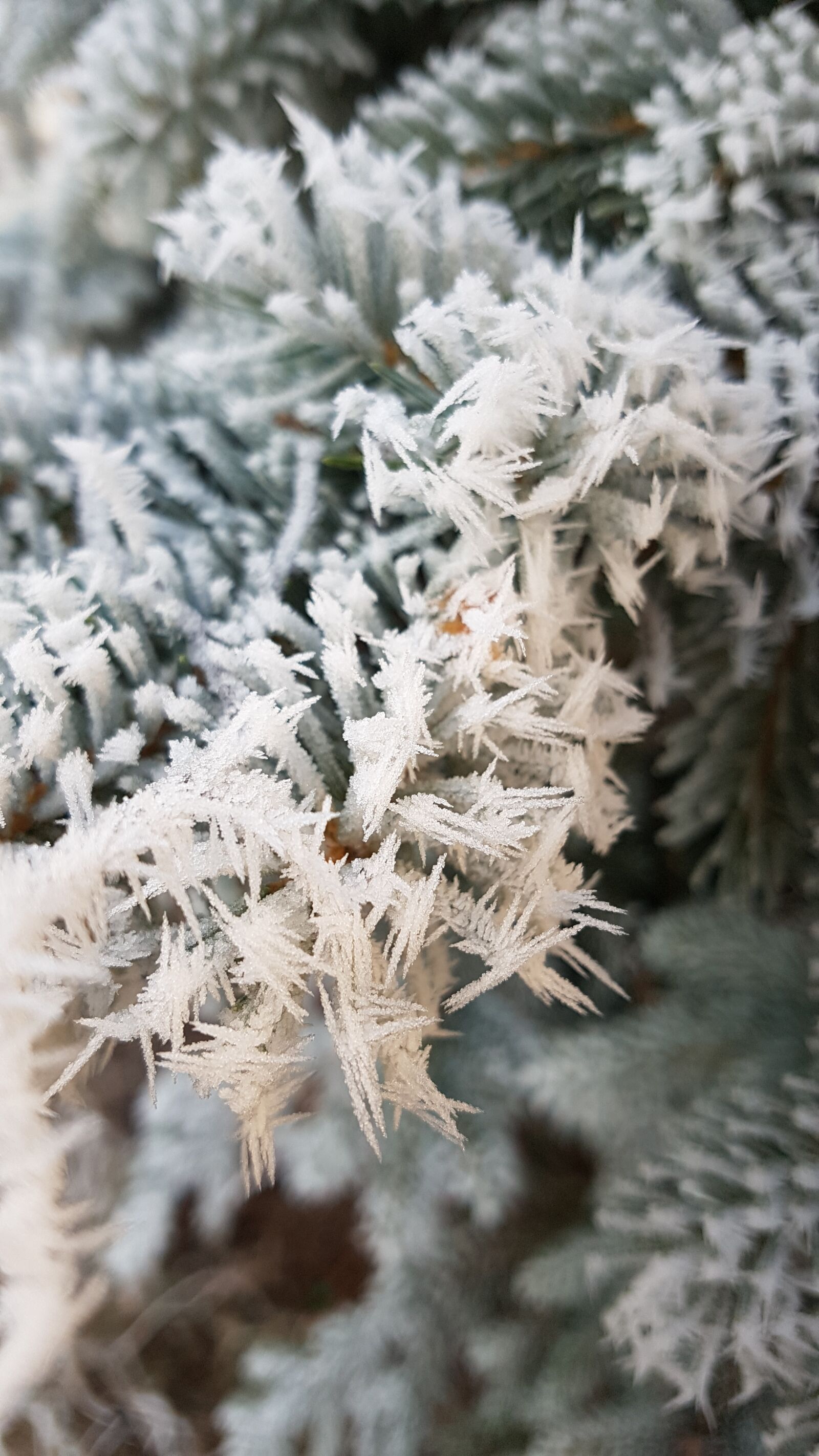 Samsung Galaxy S7 sample photo. Winter, christmas, advent photography
