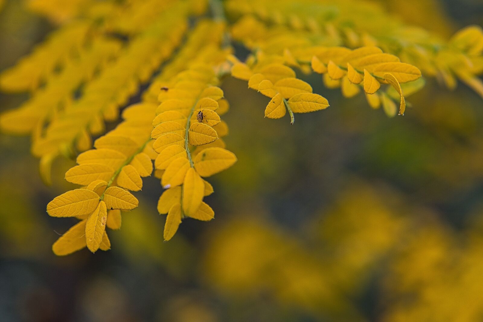 Nikon D800 sample photo. Autumn, leaves, emotion photography