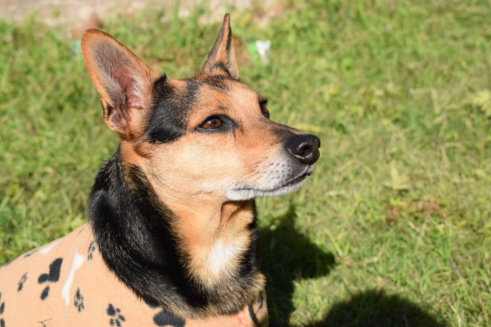Nikon D5300 sample photo. Dog, green, verde photography