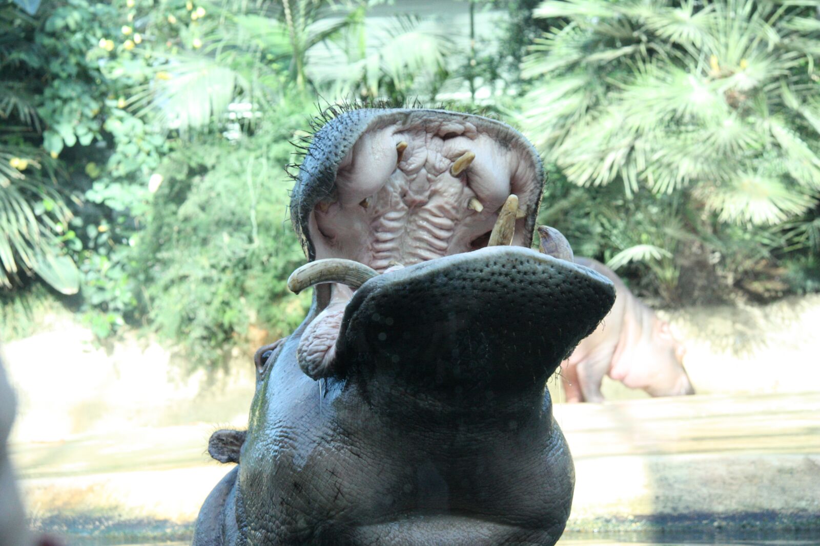 Canon EOS 450D (EOS Rebel XSi / EOS Kiss X2) sample photo. Hippo, nature, zoo photography