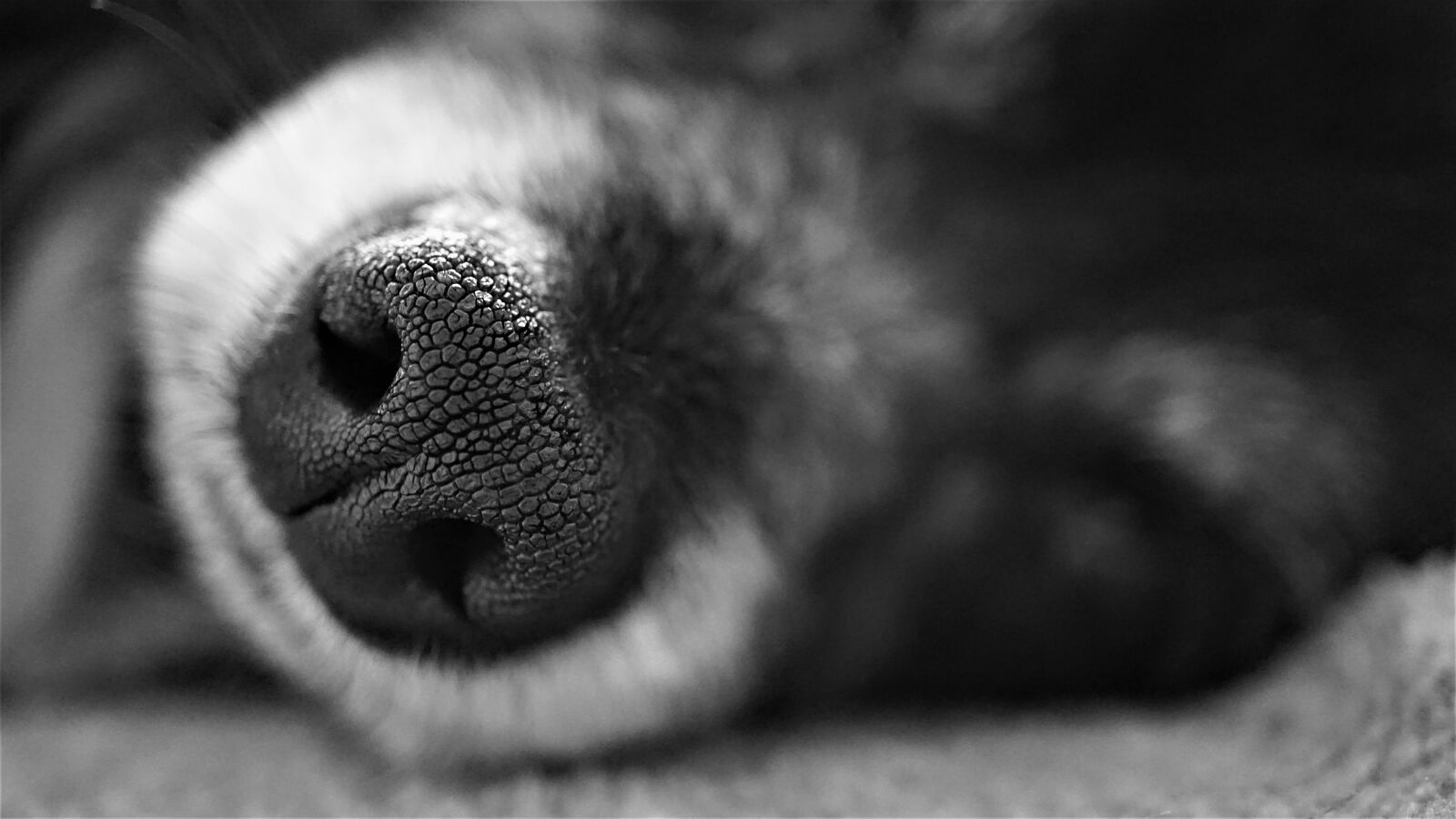 Sony E 30mm F3.5 Macro sample photo. Nose, smell, dog photography