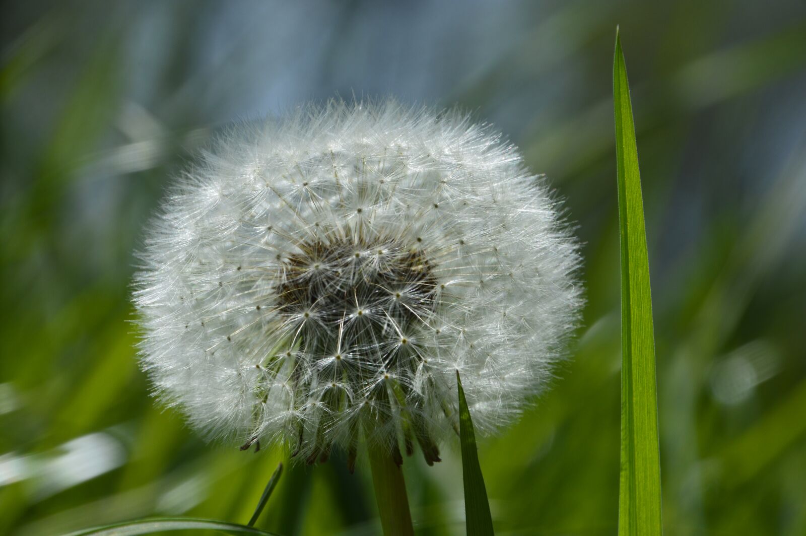 Nikon D3200 sample photo. Dandelion, nature, plant photography