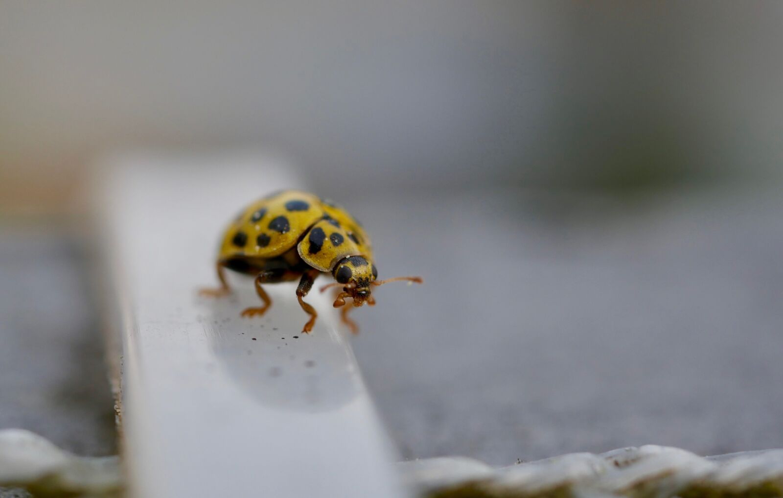 Panasonic DMC-G70 sample photo. Beetle, close up, insect photography