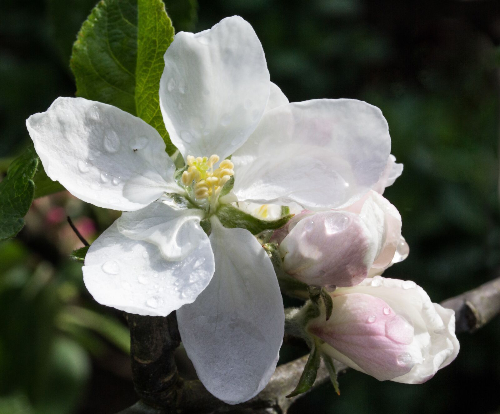 Canon EF-S 60mm F2.8 Macro USM sample photo. Apple, blossom, flower photography