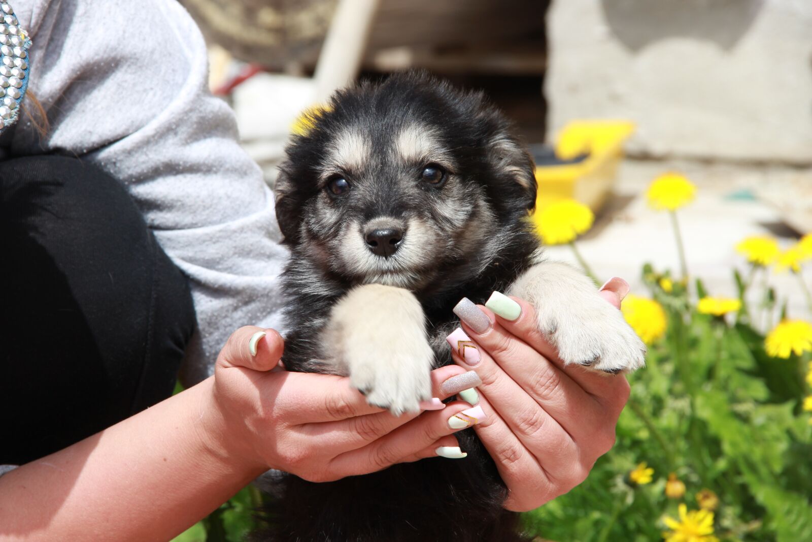 Canon EOS 600D (Rebel EOS T3i / EOS Kiss X5) sample photo. Dog, puppy, sky photography
