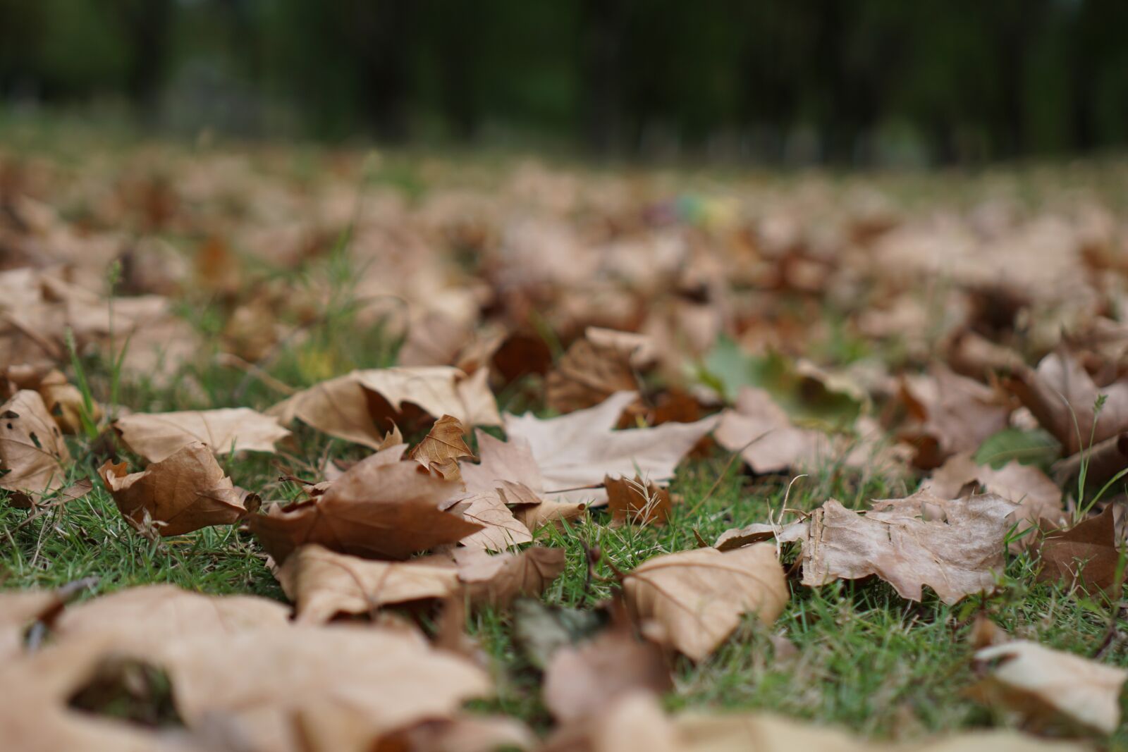 Sony a6000 + Sony E 35mm F1.8 OSS sample photo. Maple leaf leaves, autumn photography