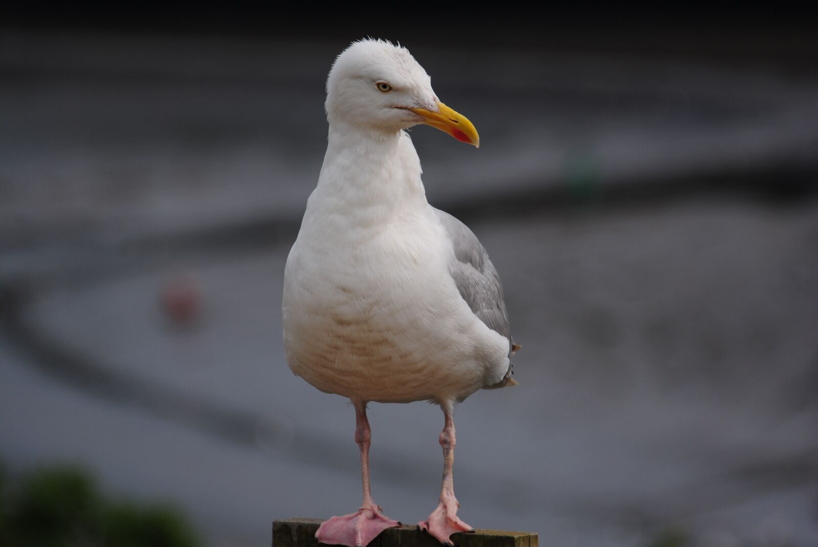 Nikon D3000 sample photo. Bird, wildlife, animal photography