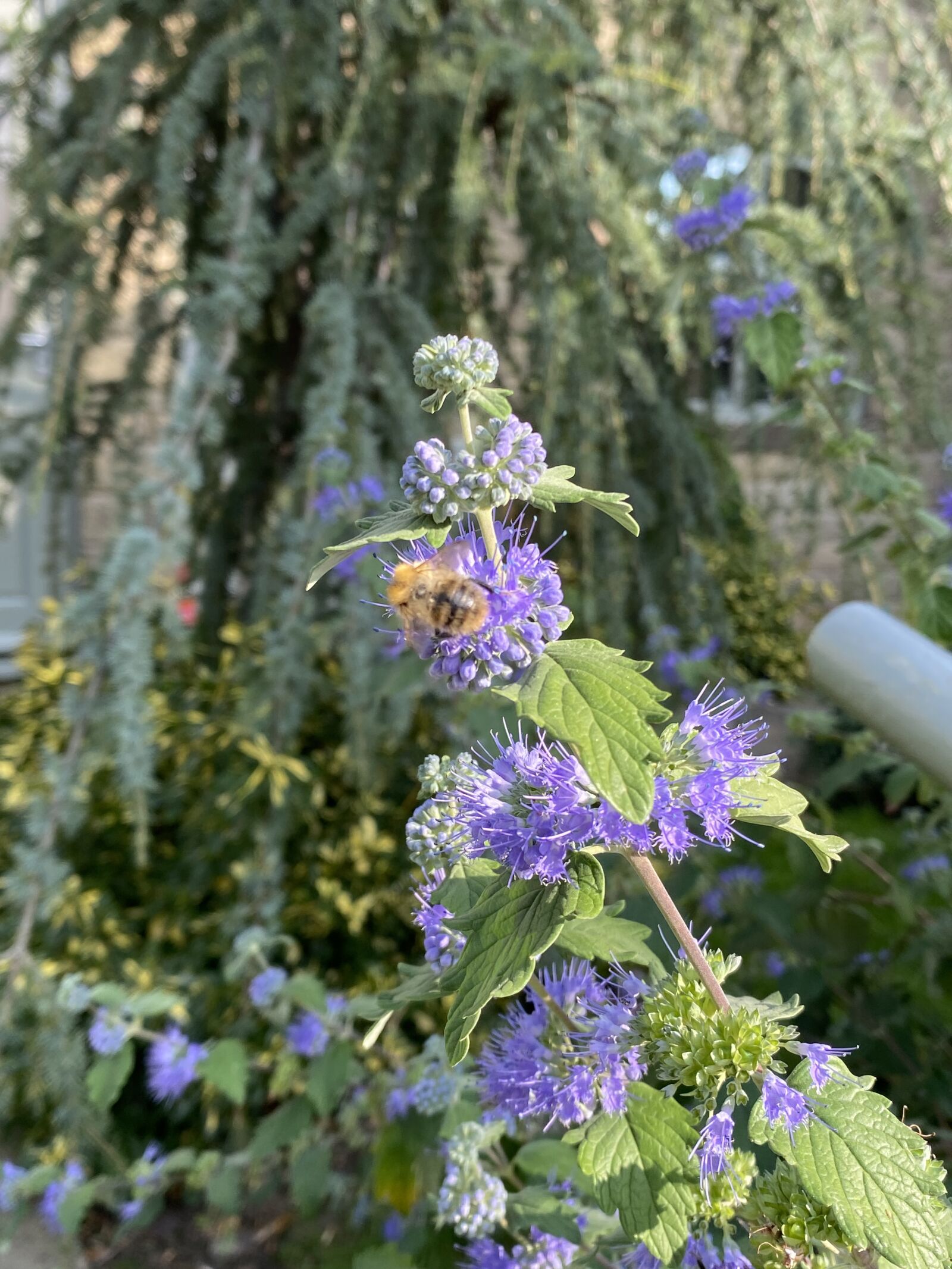 Apple iPhone 11 sample photo. Plant, leaf, flower photography