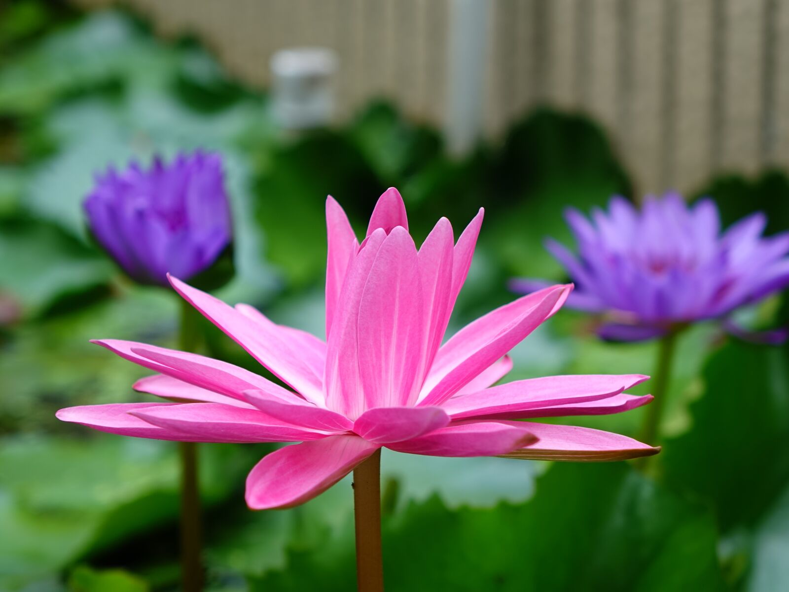 Sony Cyber-shot DSC-RX10 sample photo. Lotus, 蓮 bi-flowers, red photography