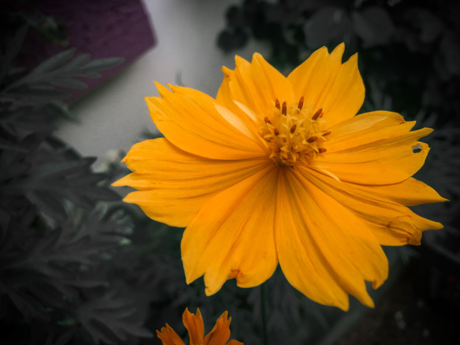 iPhone 6s Plus back camera 4.15mm f/2.2 sample photo