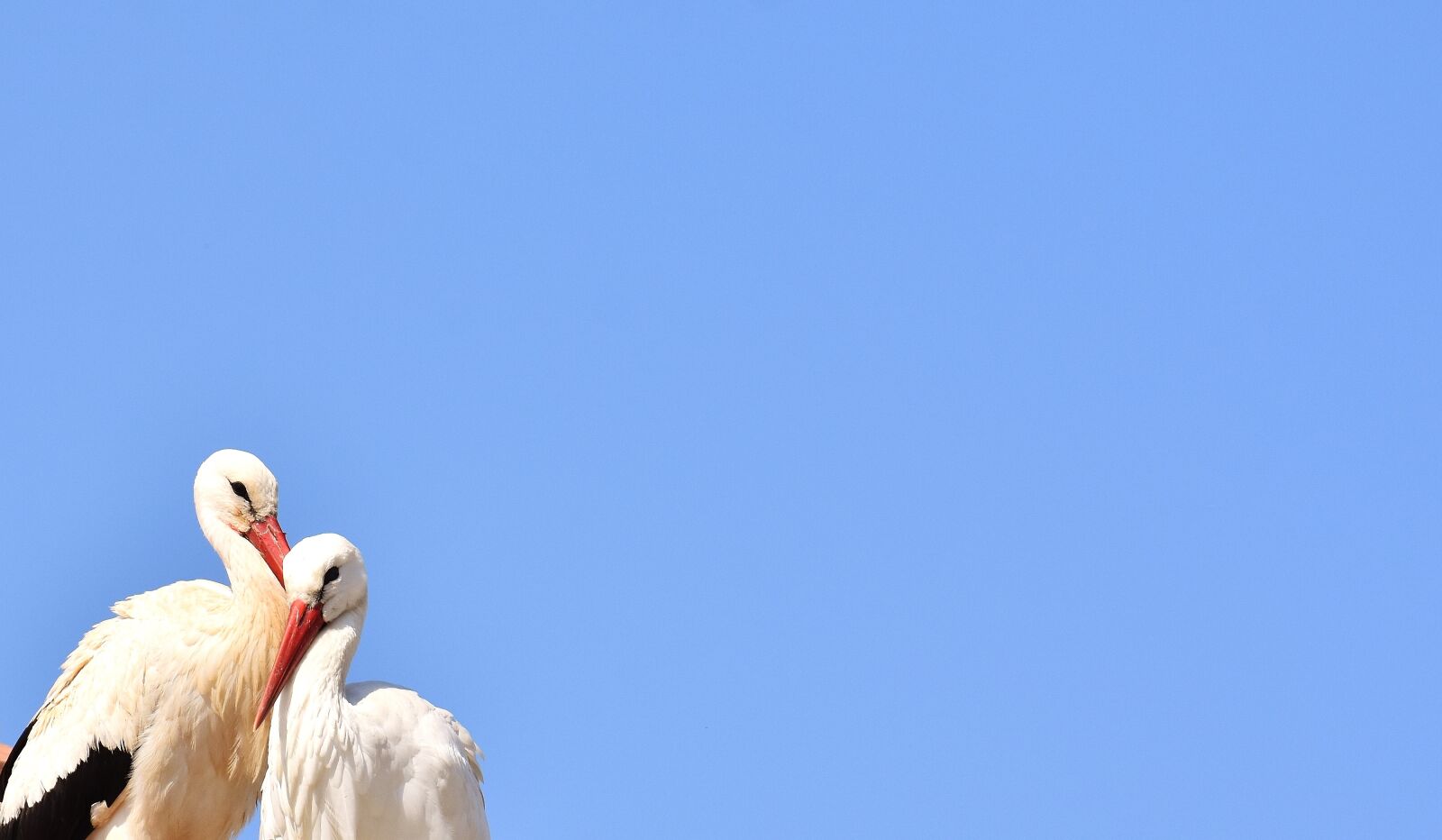 Nikon D7200 sample photo. Storks, pair, birds photography