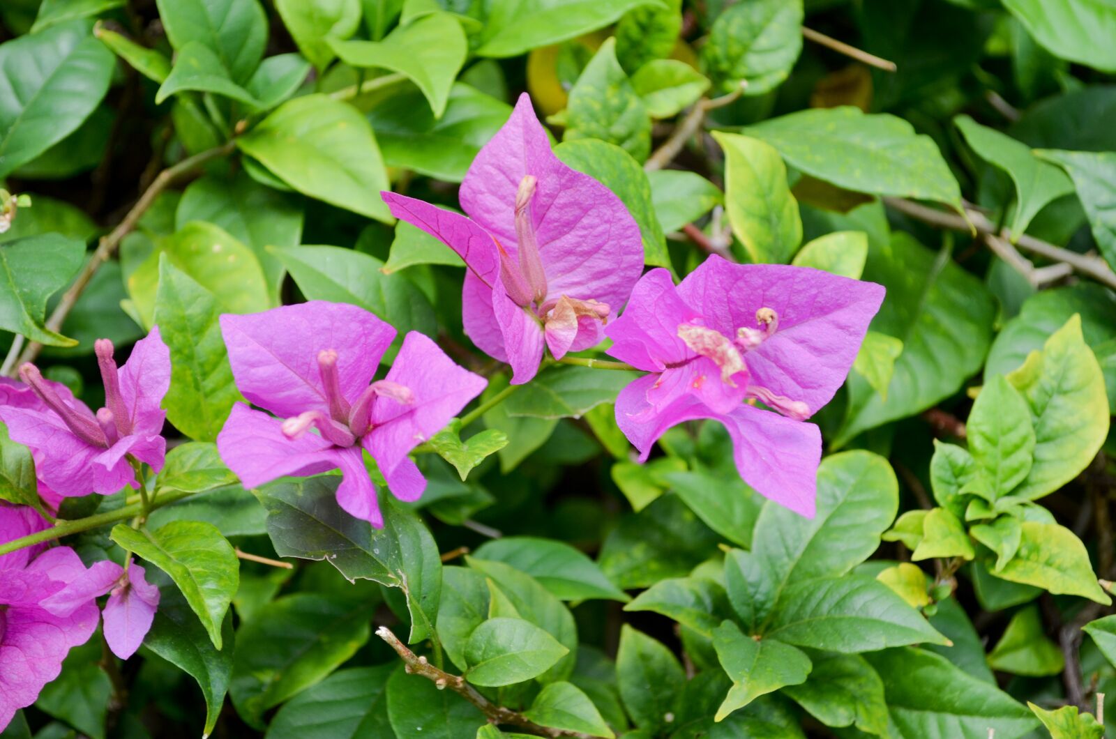 Nikon D5100 sample photo. Flower, plant, nature photography