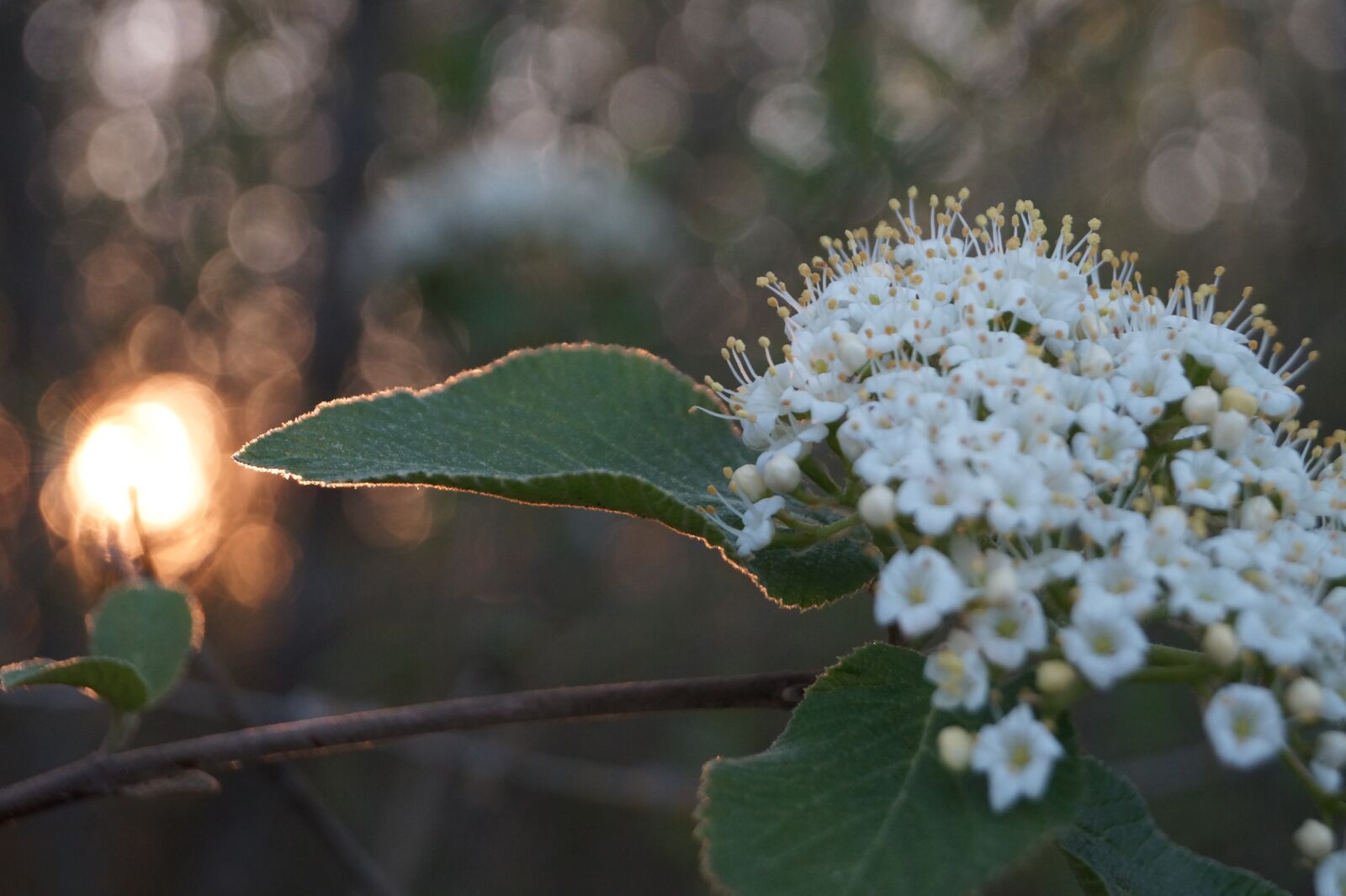 Sony DT 18-55mm F3.5-5.6 SAM II sample photo. Nature, blossom, bloom photography