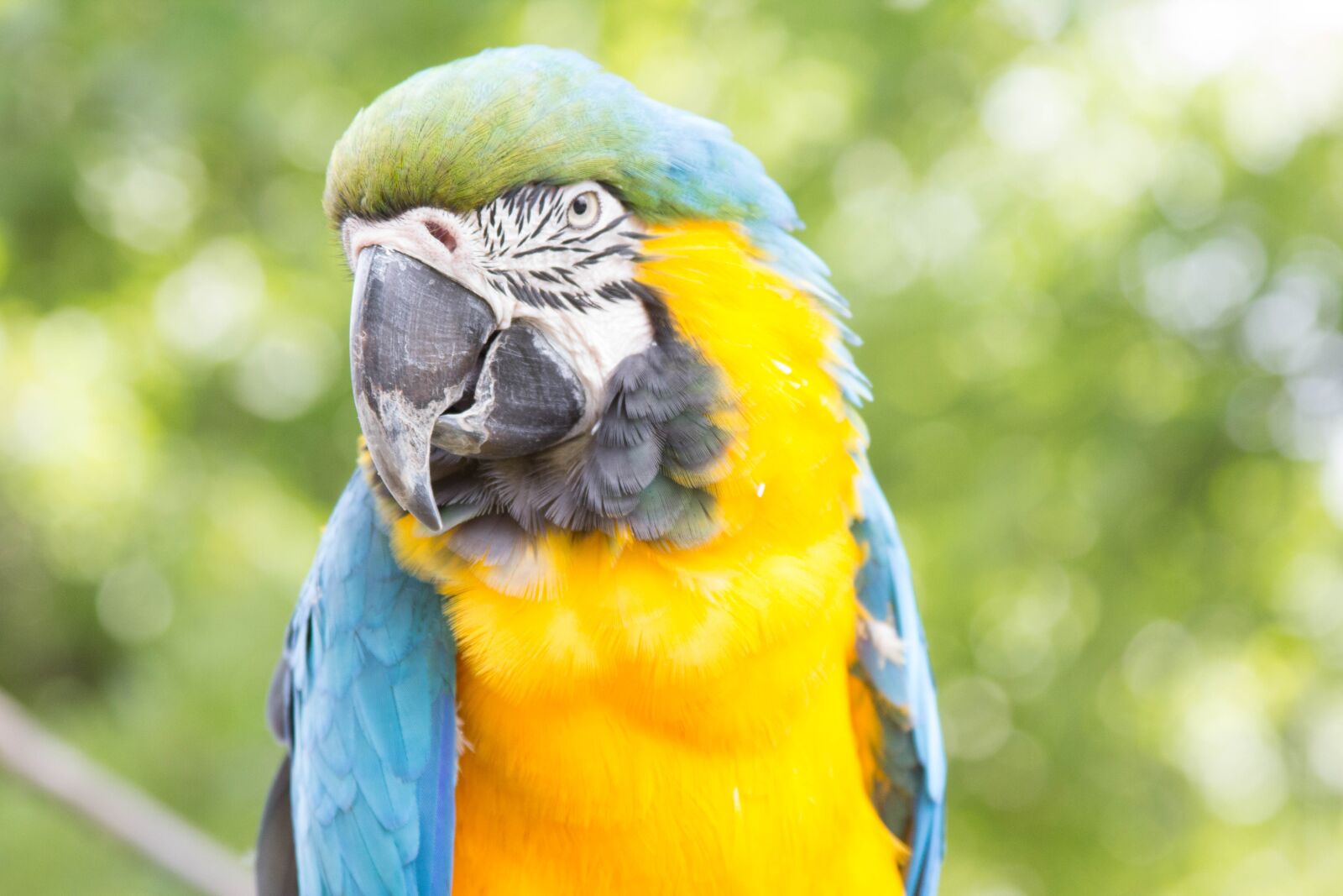 Canon EOS 60D + Canon EF 28-135mm F3.5-5.6 IS USM sample photo. Parrot, bird, animal photography