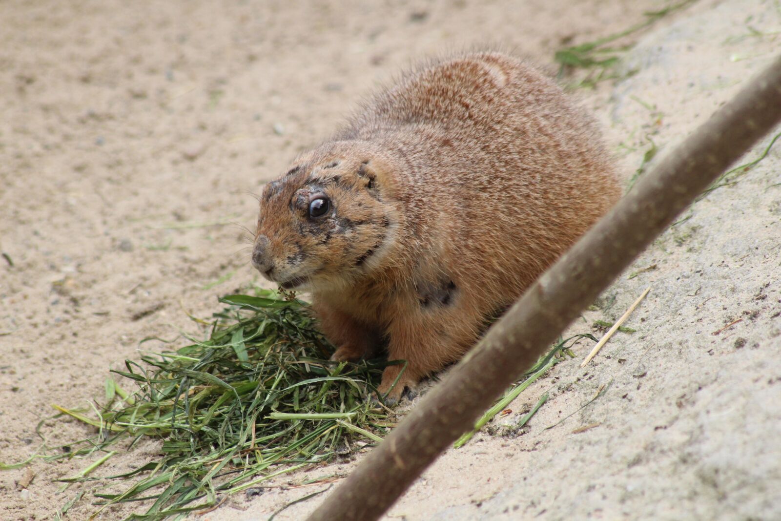 Canon EOS 600D (Rebel EOS T3i / EOS Kiss X5) sample photo. Prairie dog, animal, rodent photography