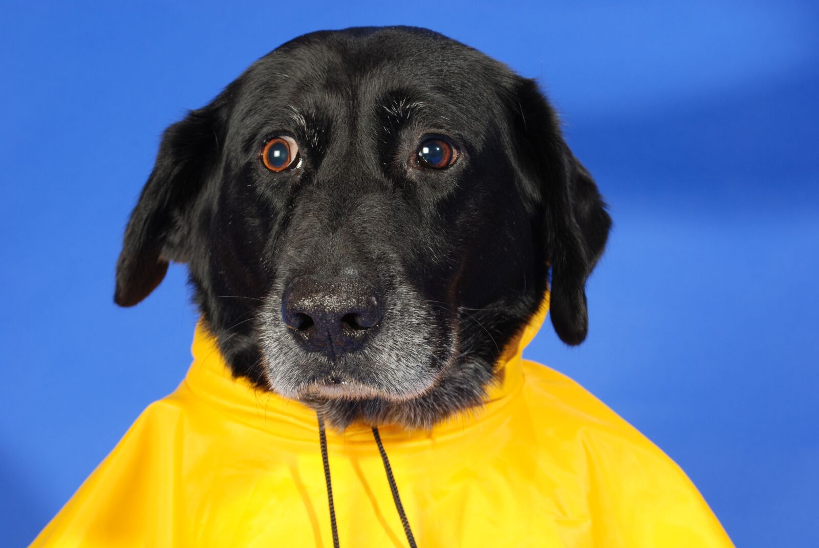 Nikon D60 sample photo. Dog, dog in raincoat photography