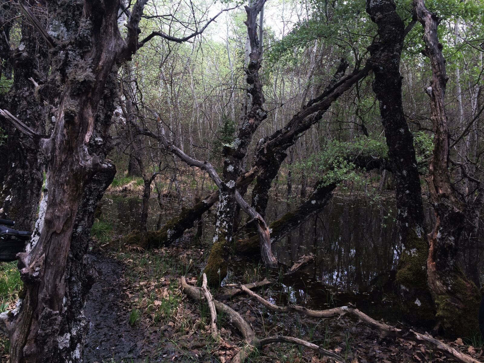iPhone 5s back camera 4.15mm f/2.2 sample photo. Provence, swamp, moor photography