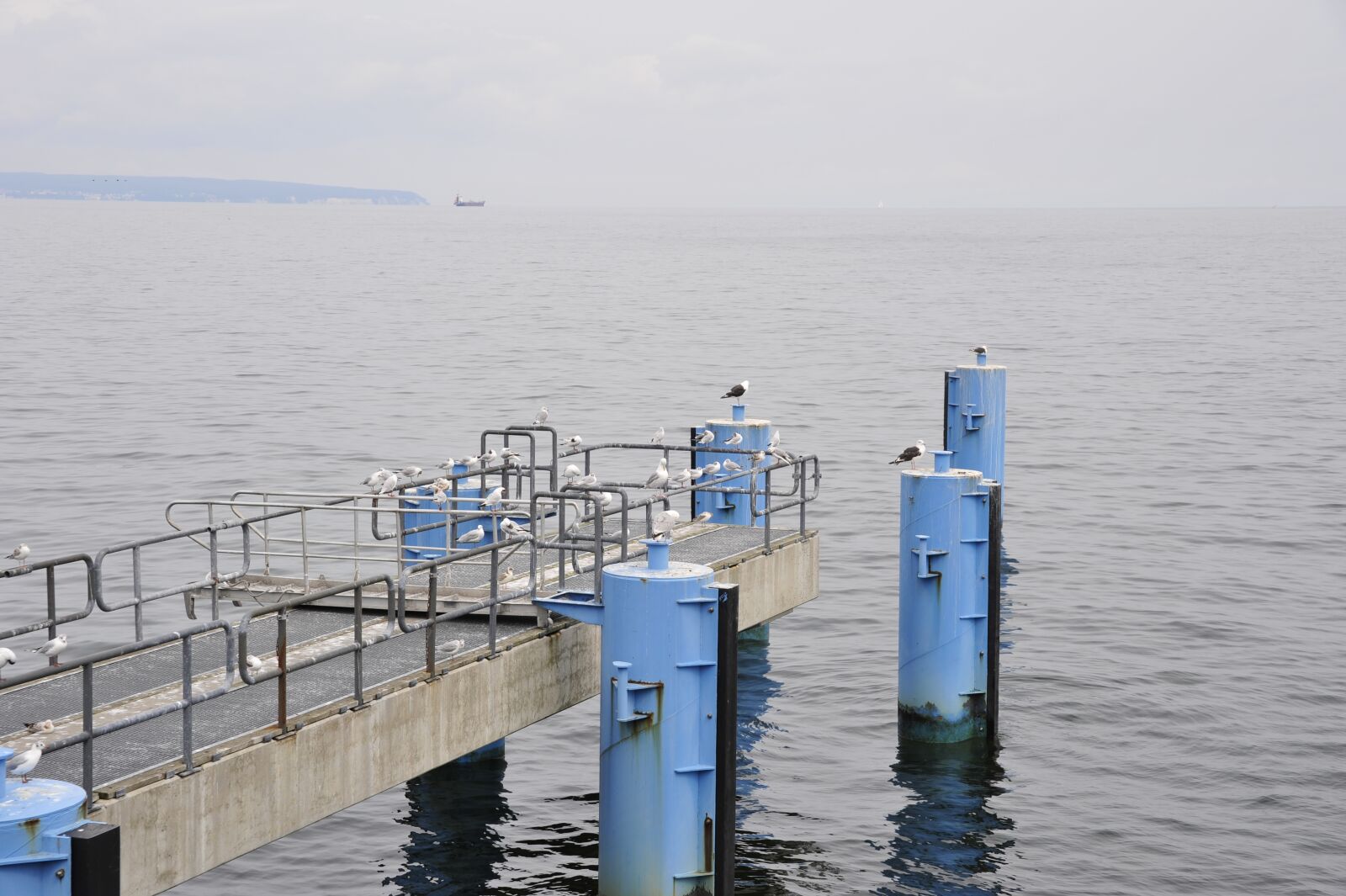Nikon D700 sample photo. Investors, speech, gulls photography
