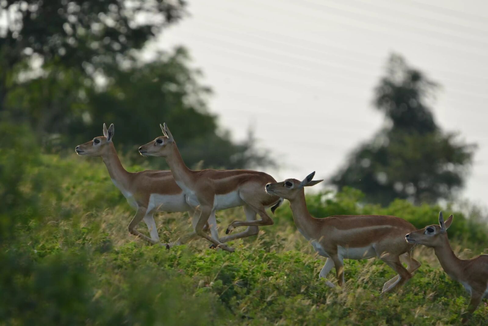 Nikon D7100 sample photo. Wild, deer, animal photography