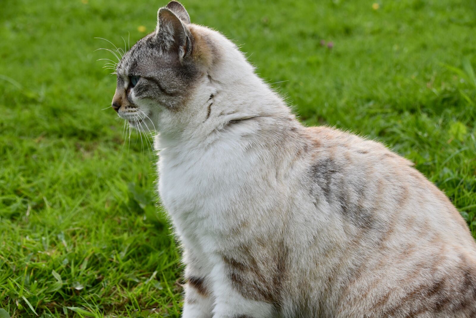 Nikon D5600 sample photo. Cat, cat sitting, alley photography