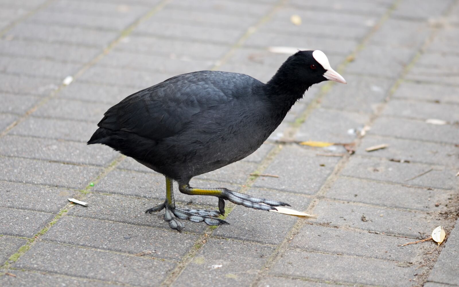 Nikon D5100 sample photo. Coot, bird, plumage photography